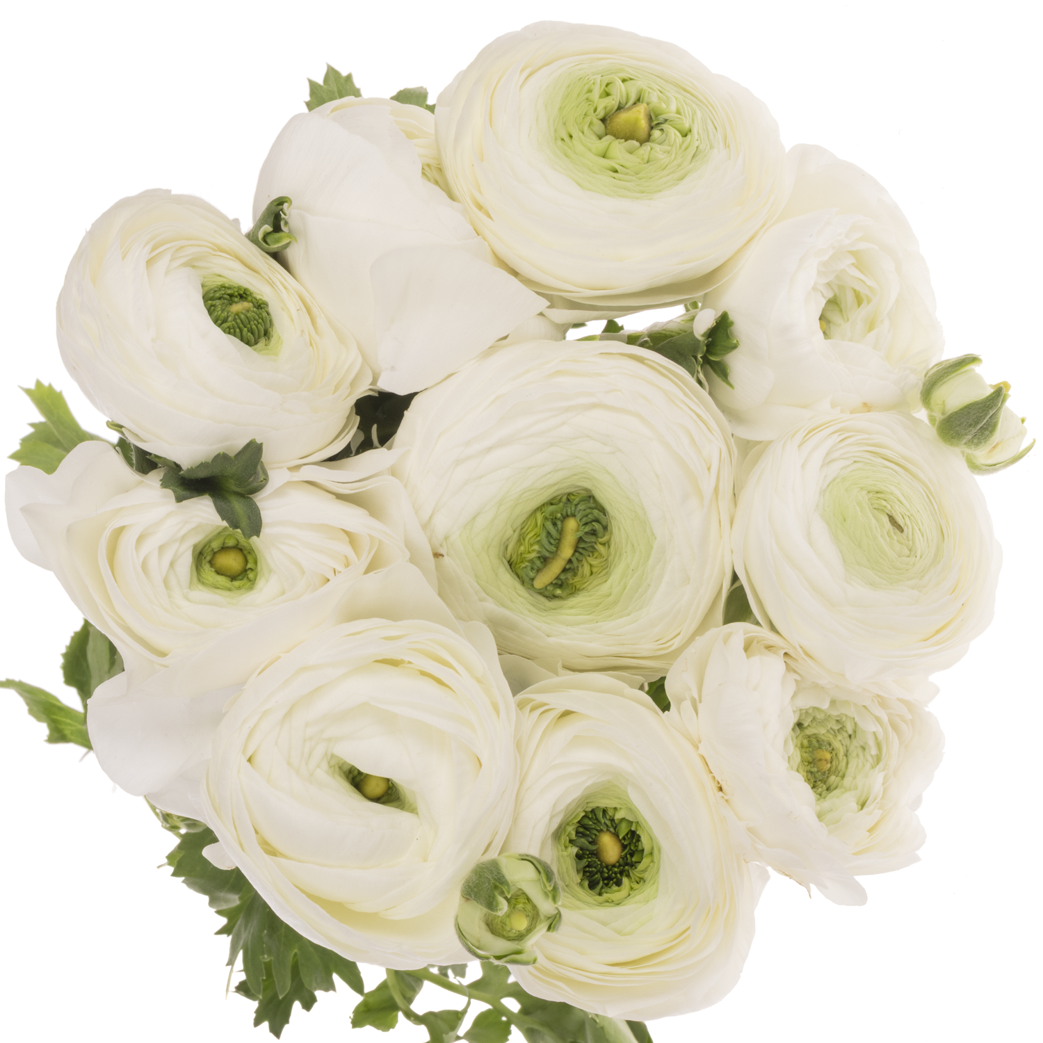 Ranunkel weiss Cloni Polar Super  40cm