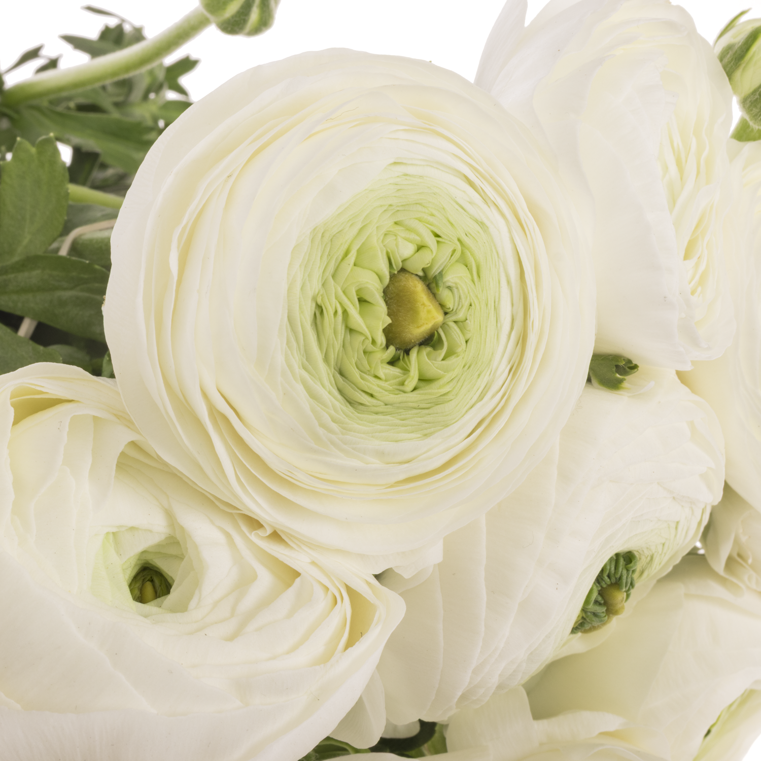 Ranunkel weiss Cloni Polar Super  40cm