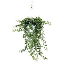 Efeu Ampel Wonder T24 H50
