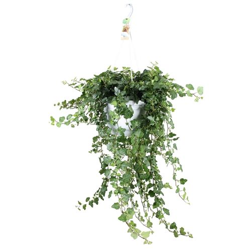 Efeu Ampel Wonder T24 H50
