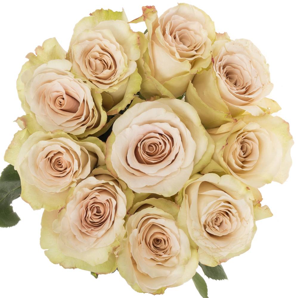 Rose apricot Quicksand 50cm