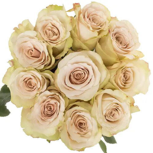 Rose apricot Quicksand 50cm
