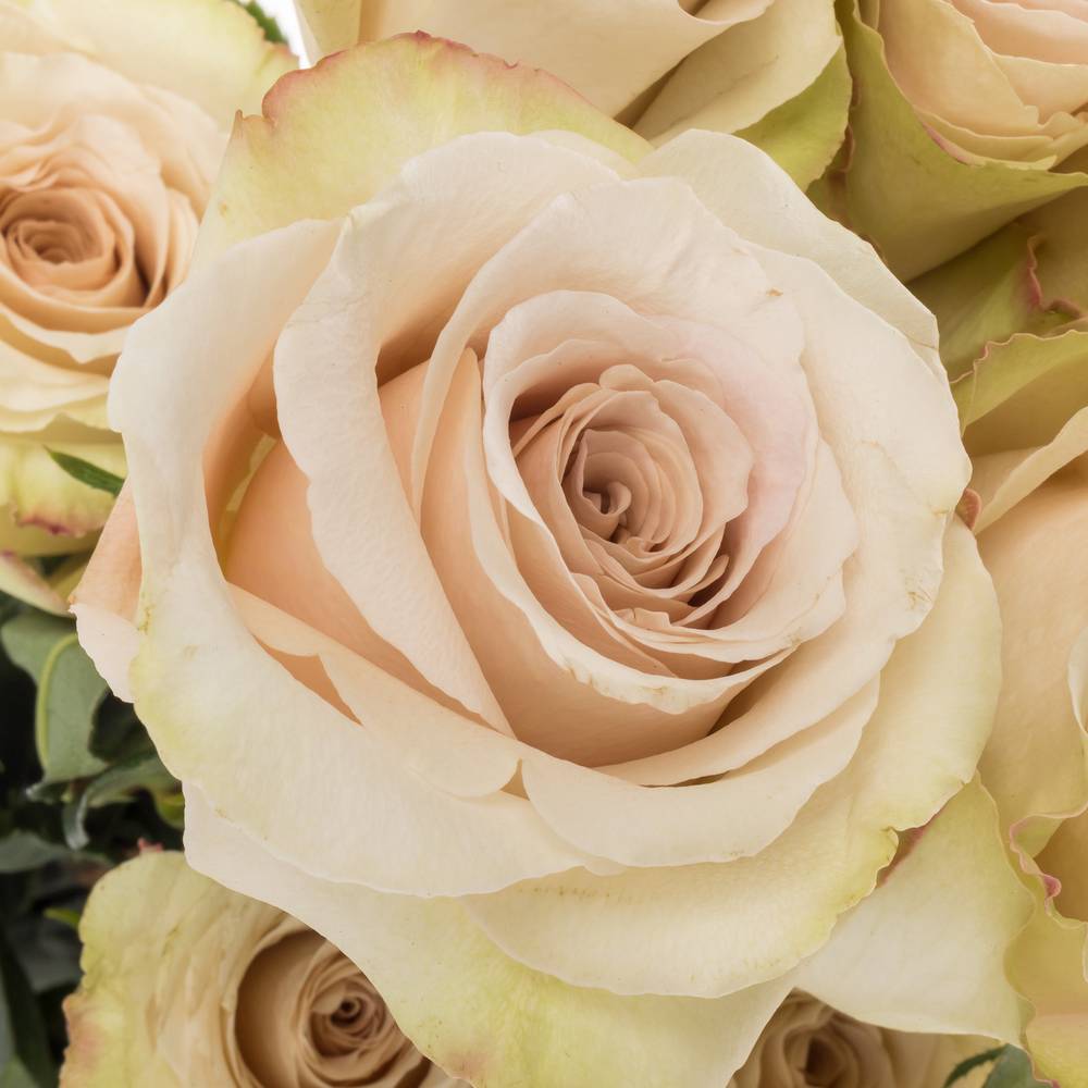 Rose apricot Quicksand 50cm