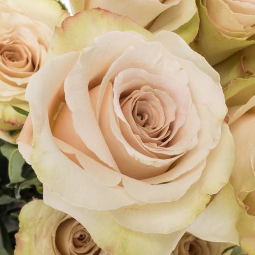 Rose apricot Quicksand 50cm
