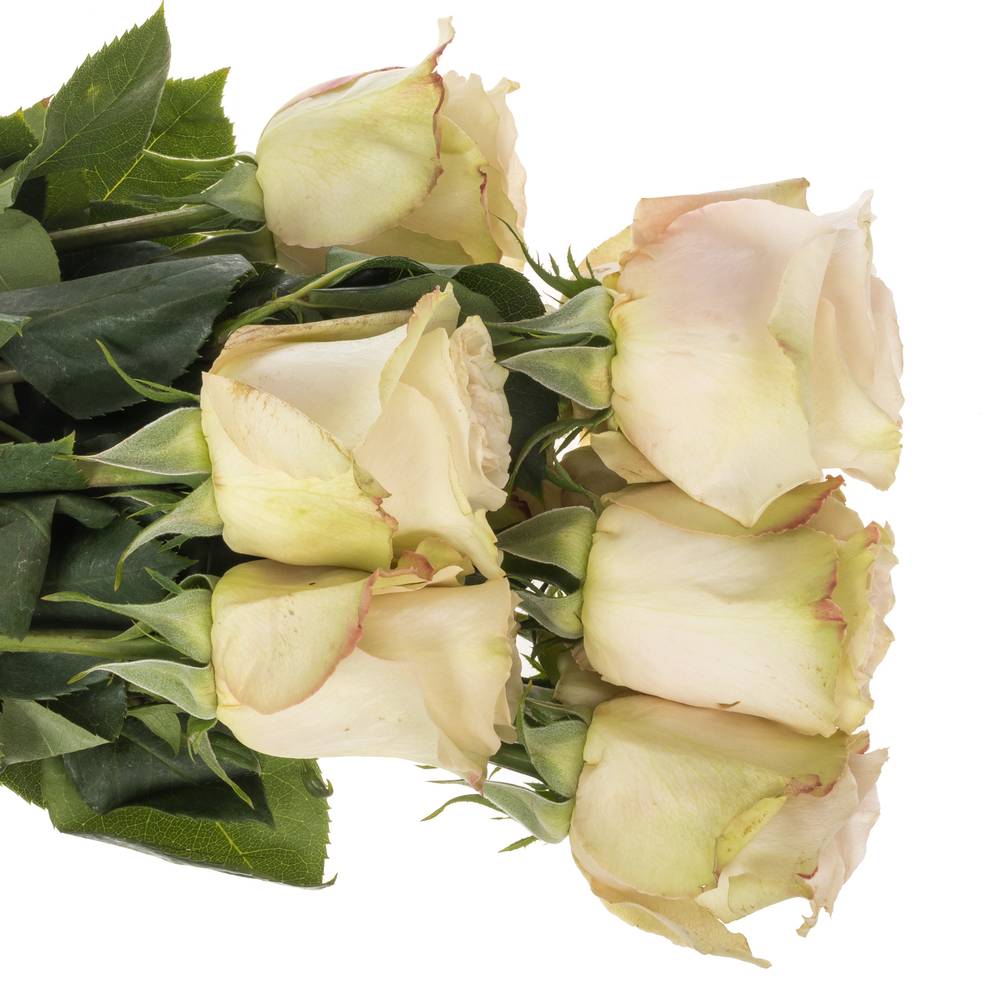 Rose apricot Quicksand 50cm