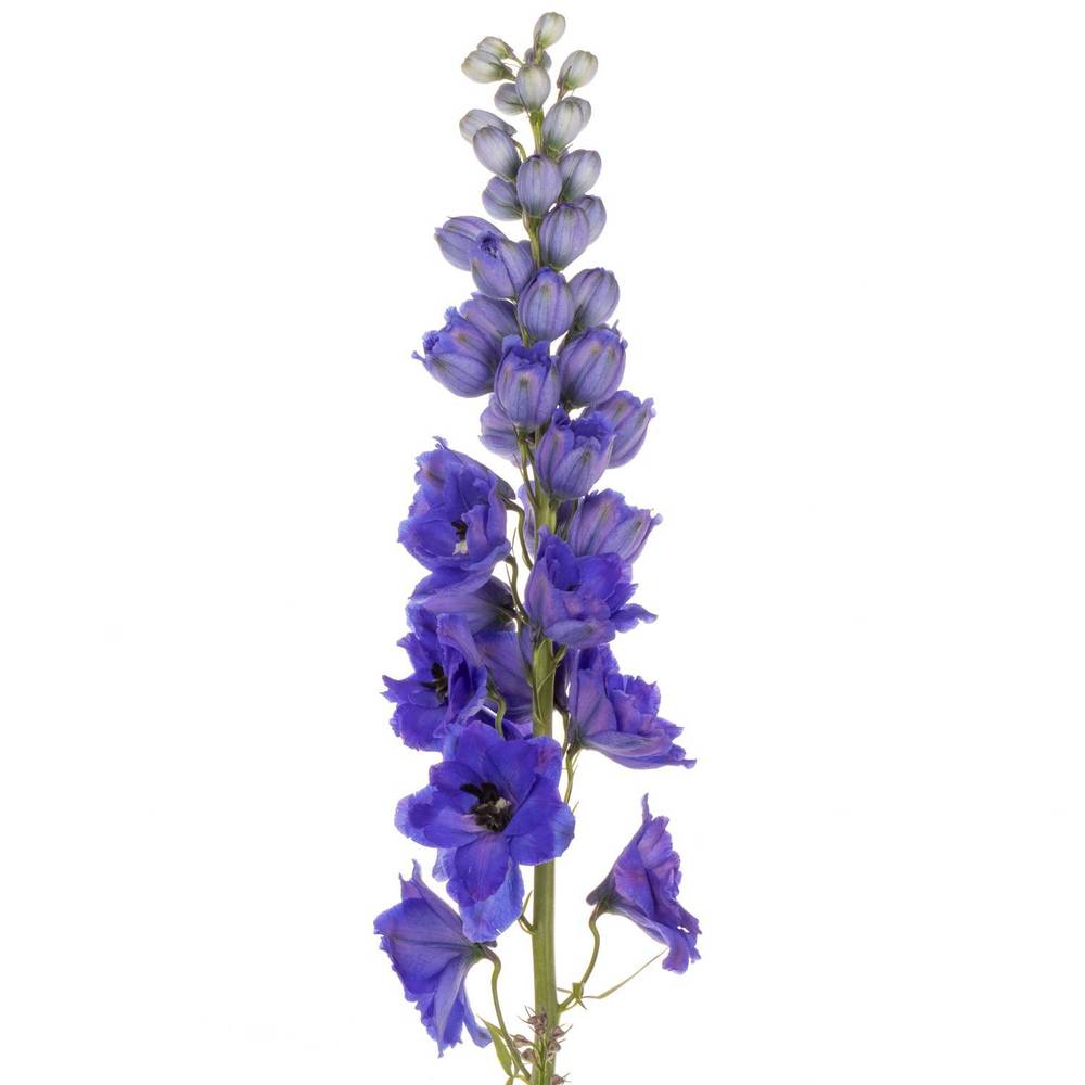 Delphinium blau H glorie 60cm