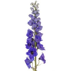 Delphinium blau H glorie 60cm