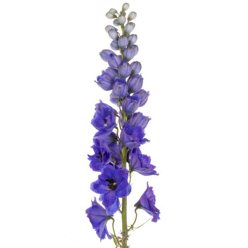 Delphinium blau H glorie 60cm