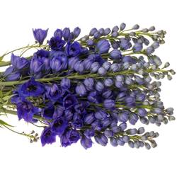 Delphinium blau H glorie 60cm