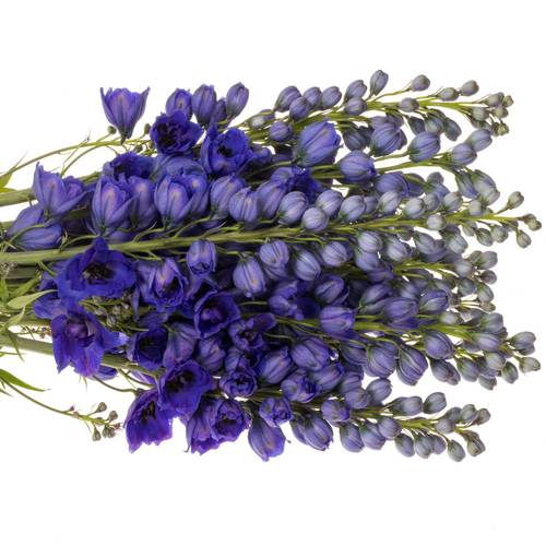 Delphinium blau H glorie 60cm