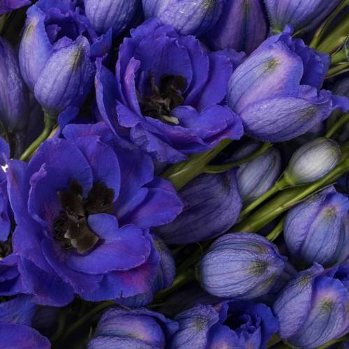 Delphinium blau H glorie 60cm