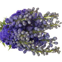 Delphinium blau H glorie 60cm