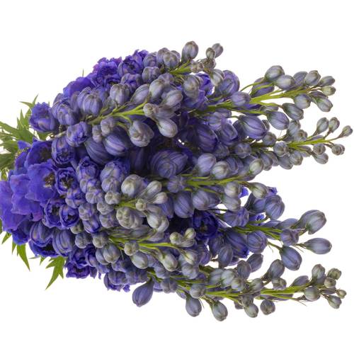 Delphinium blau H glorie 60cm