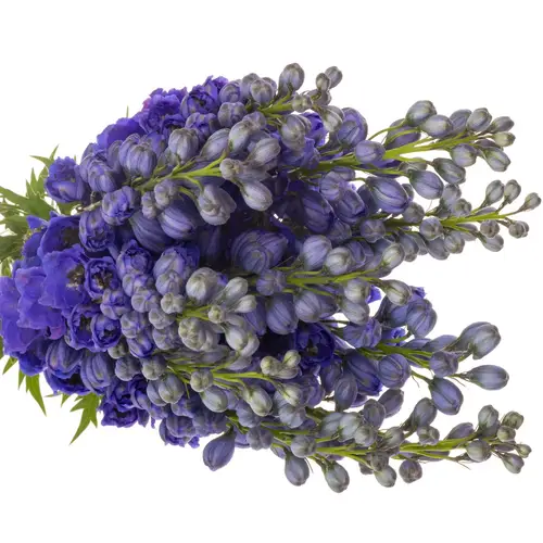 Delphinium blau H glorie 60cm