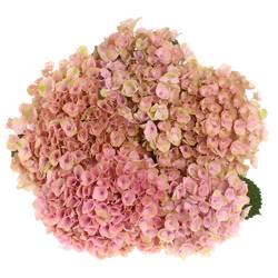 Hortensie hell rosa Revolution Bol 15cm 40cm