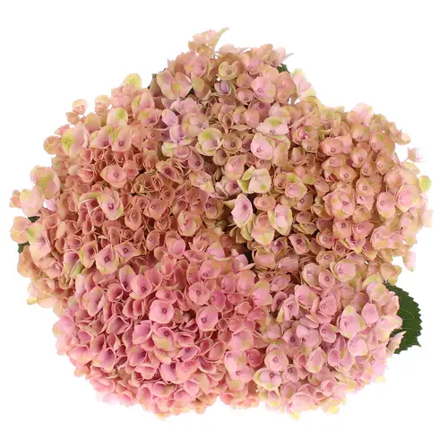 Hortensie rosa Revolution Bol 11cm 40cm