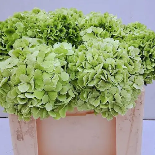 Hortensie grün Ivoor classic Bol 20cm 55cm