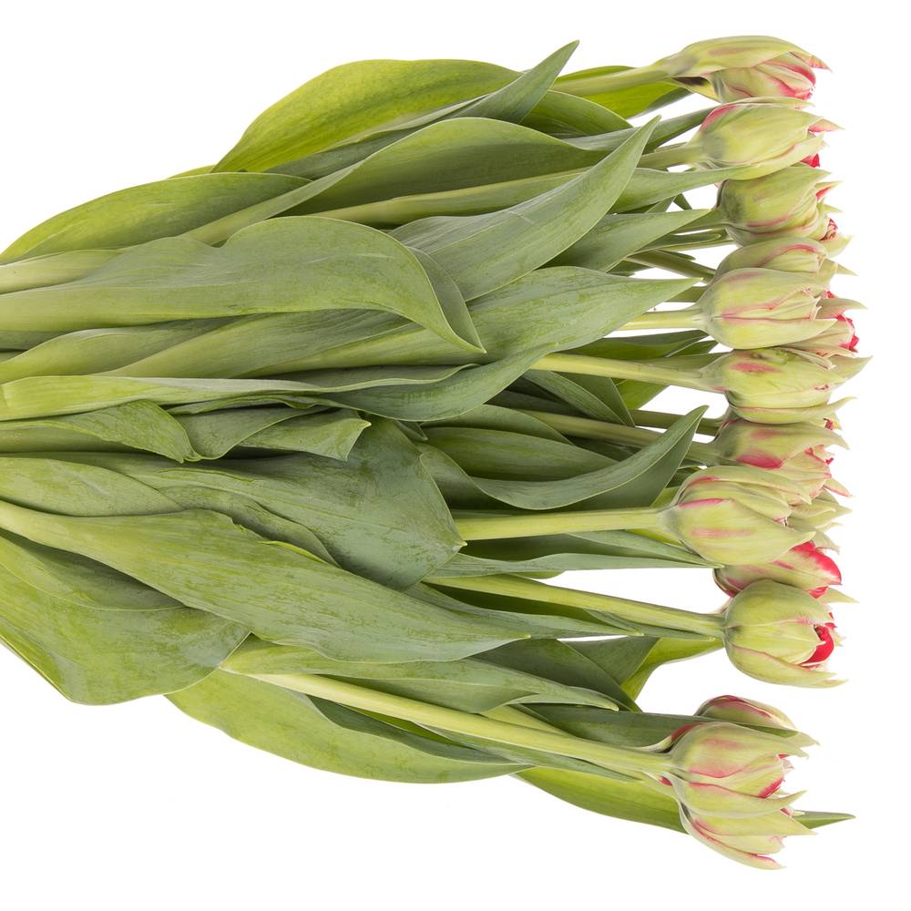 Tulpe grün/rot Reminder 30 Grammm