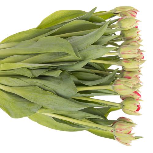 Tulpe grün/rot Reminder 30 Grammm