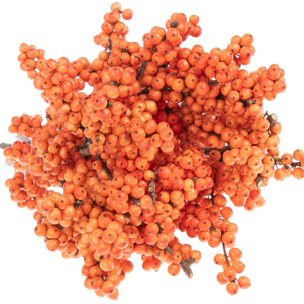 Ilex orange Winter Gold 50cm