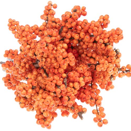 Ilex orange Winter Gold 50cm