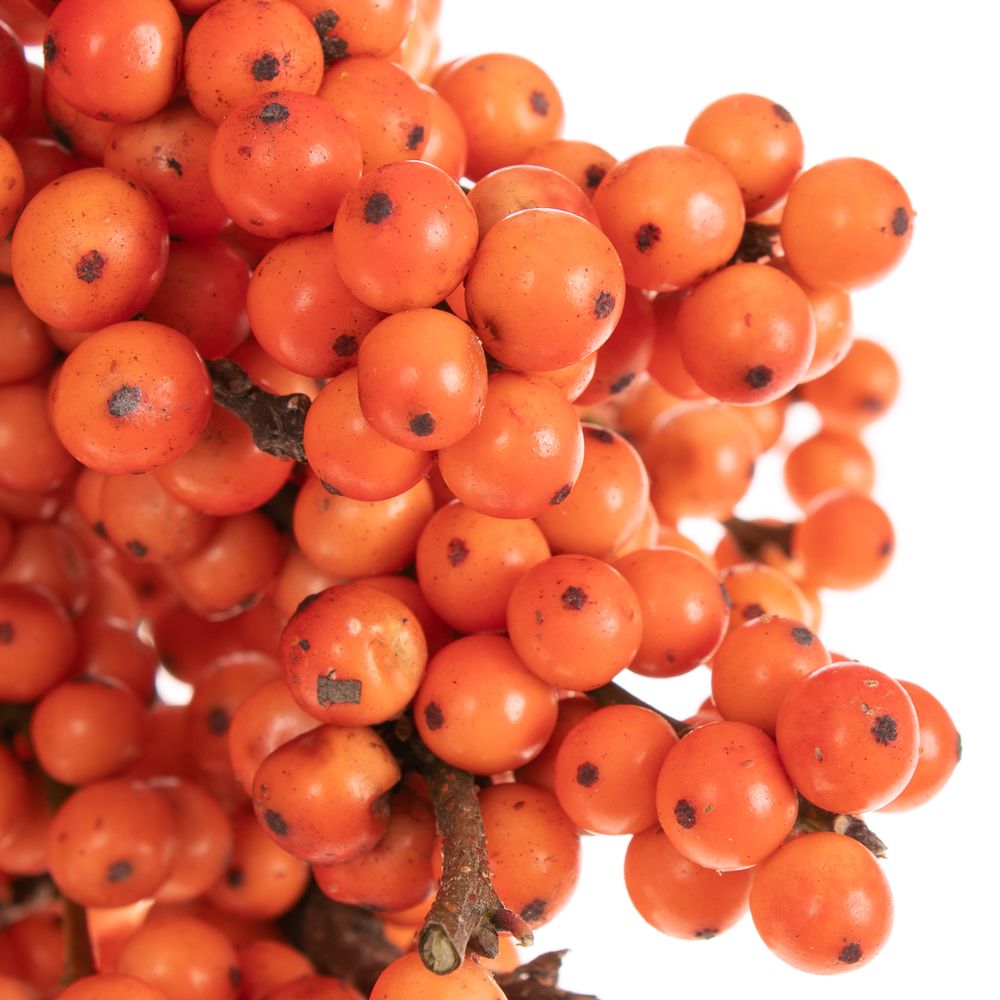 Ilex orange Winter Gold 50cm