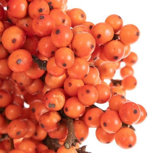 Ilex orange Winter Gold 50cm