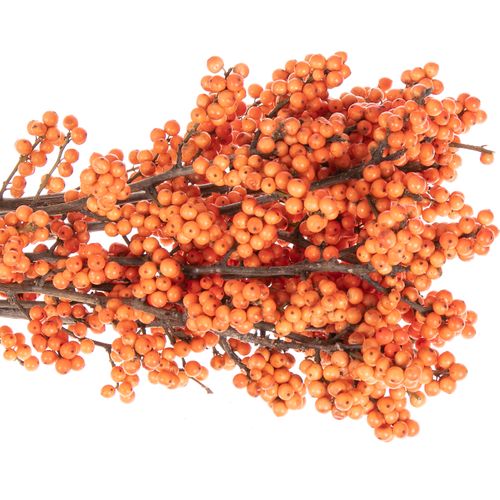 Ilex orange Winter Gold 50cm
