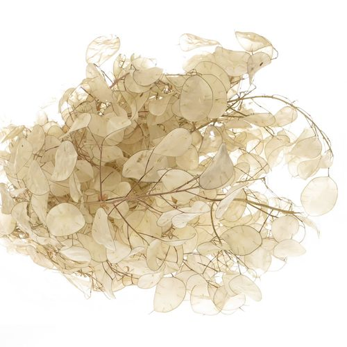 Lunaria weiss gebleicht 70cm