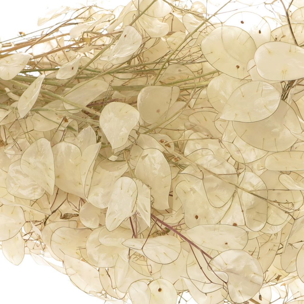 Lunaria weiss gebleicht 70cm