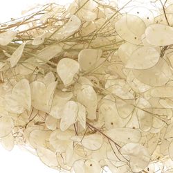 Lunaria weiss gebleicht 70cm