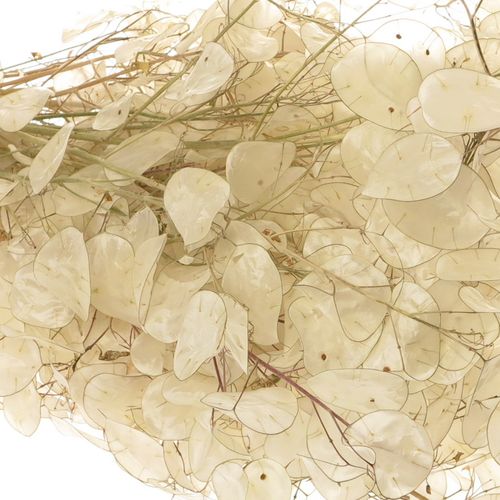 Lunaria weiss gebleicht 70cm