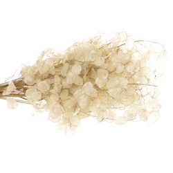 Lunaria weiss gebleicht 70cm
