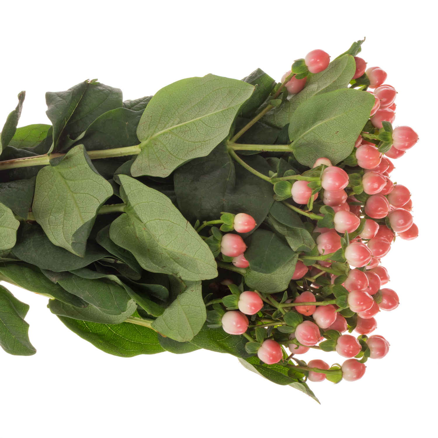 Hypericum lachs Sisu Flirt 60cm