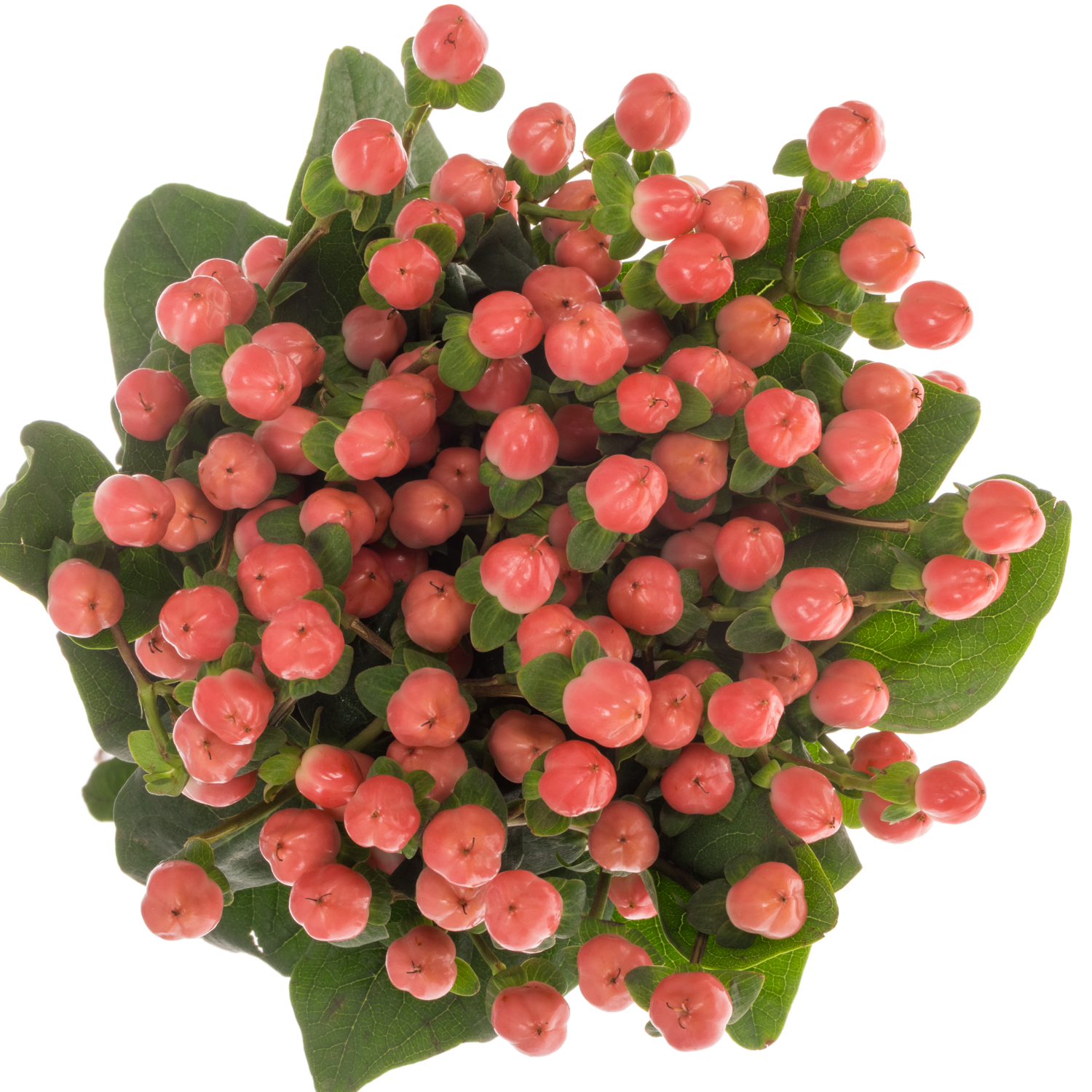 Hypericum lachs Sisu Flirt 60cm