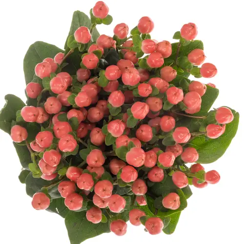 Hypericum lachs Sisu Flirt 60cm