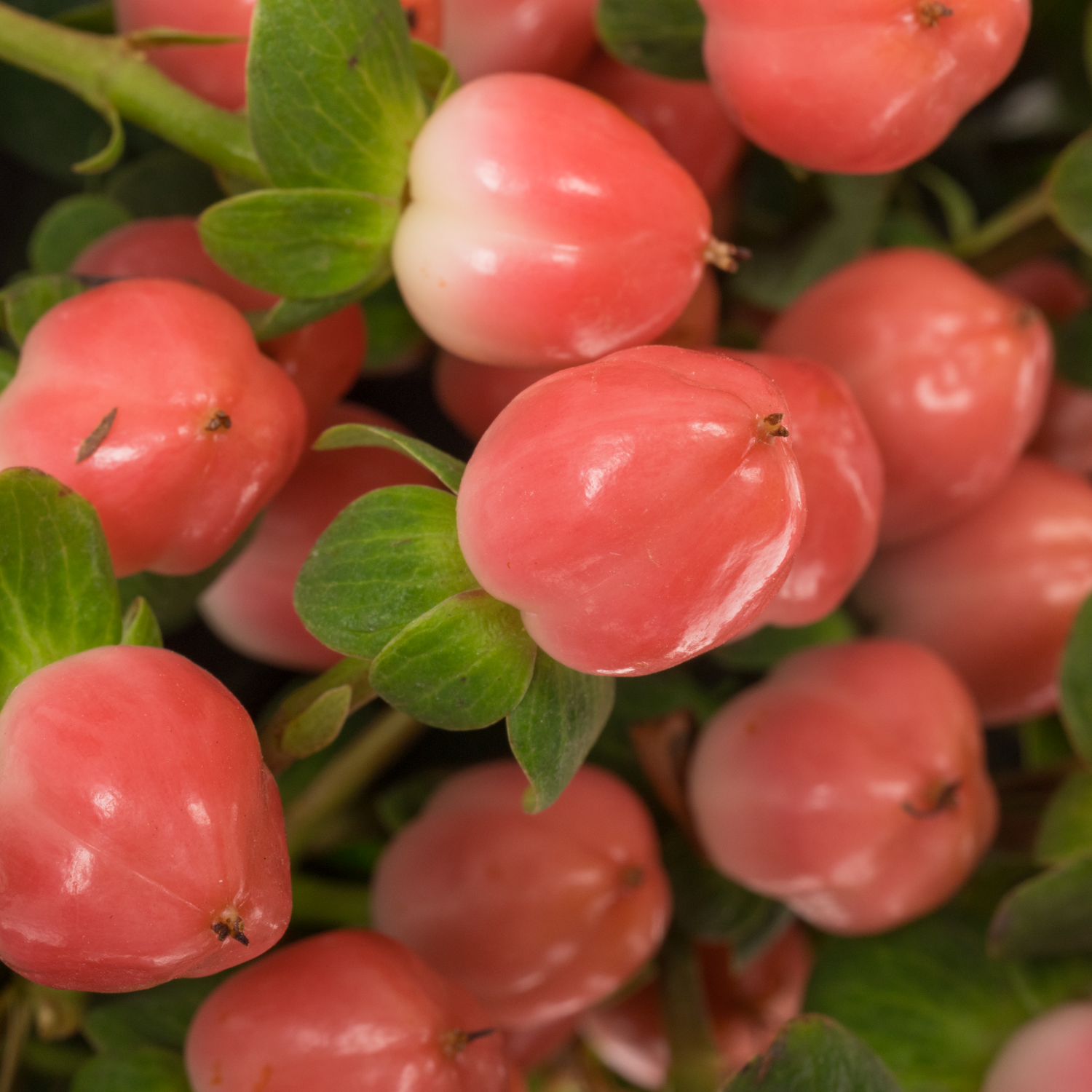 Hypericum lachs Sisu Flirt 60cm