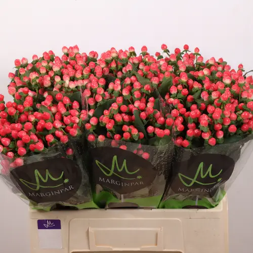 Hypericum lachs Sisu Flirt 60cm