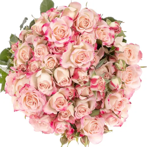 Rose verzweigt creme/rosa Reflex 7+Blüte 80cm