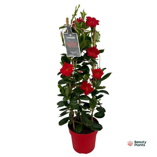 Dipladenia rot Classic Turm T19 H075