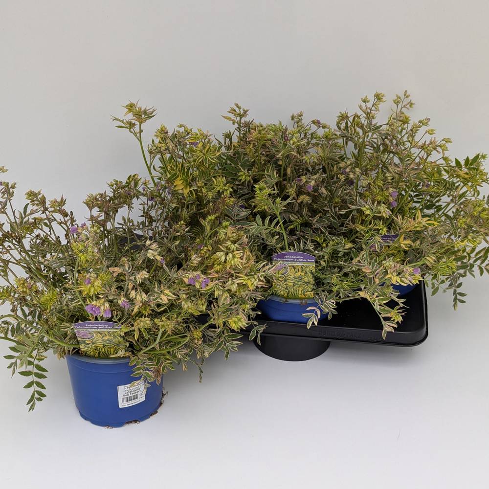 Polemonium Gold Feathers T17 H045