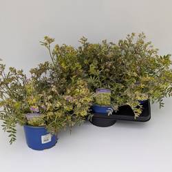 Polemonium Gold Feathers T17 H045