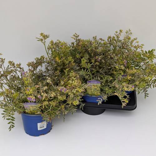 Polemonium Gold Feathers T17 H045