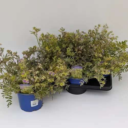 Polemonium Gold Feathers T17 H045