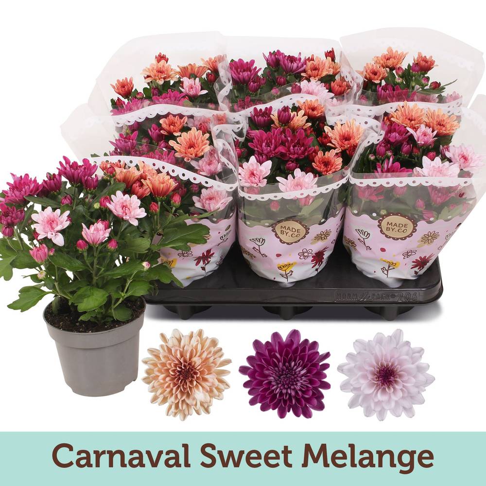 Chrysantheme Carnaval mix T12 H025