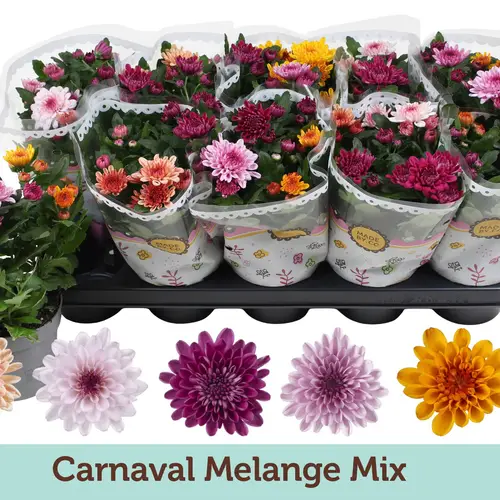 Chrysantheme Carnaval mix T12 H025