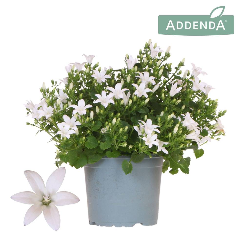 Campanula weiss Ambella Intense T12 H025