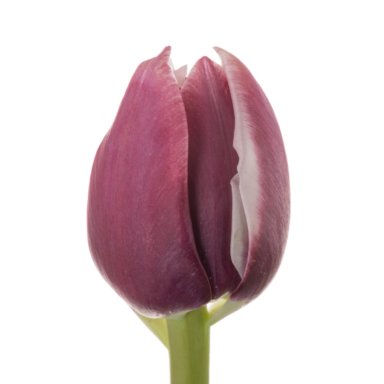 Tulpe Lila/weiss doppel Ocean drive 50 Gramm