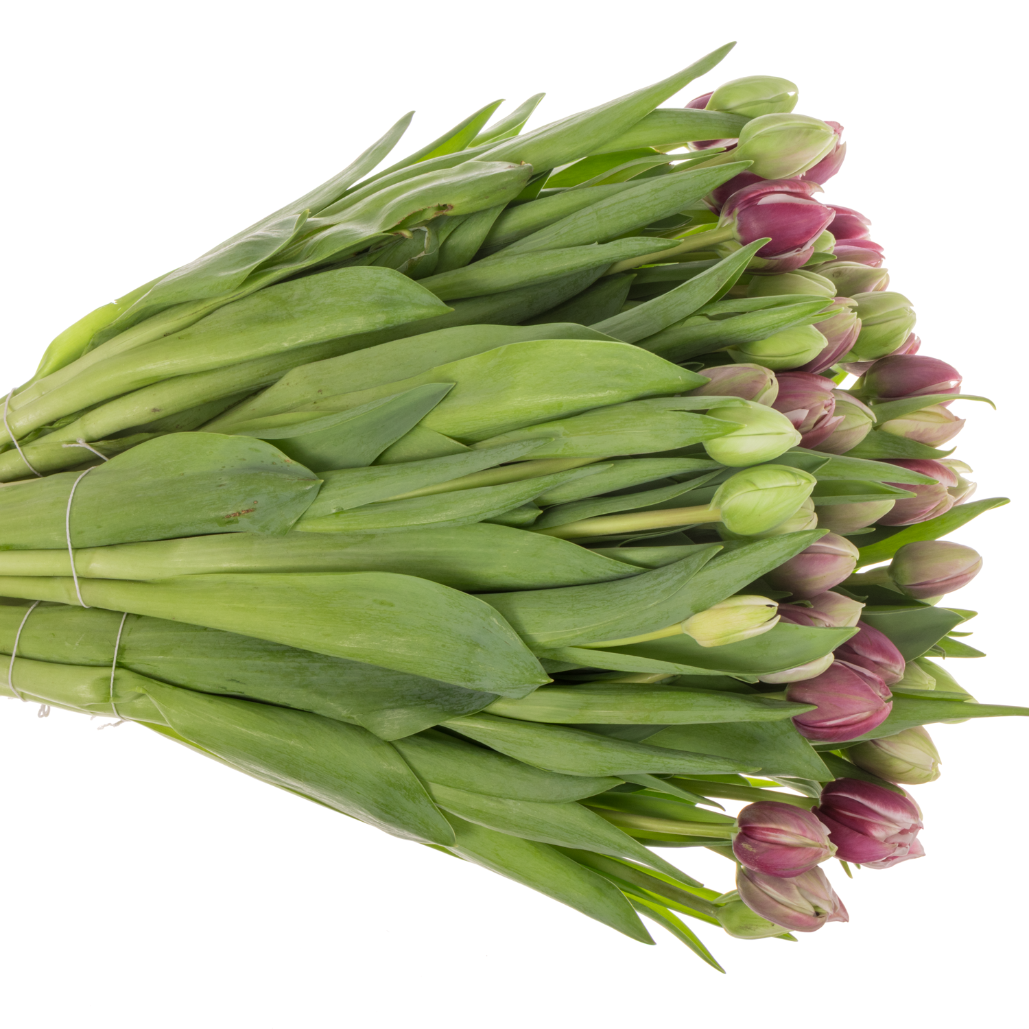 Tulpe Lila/weiss doppel Ocean drive 50 Gramm