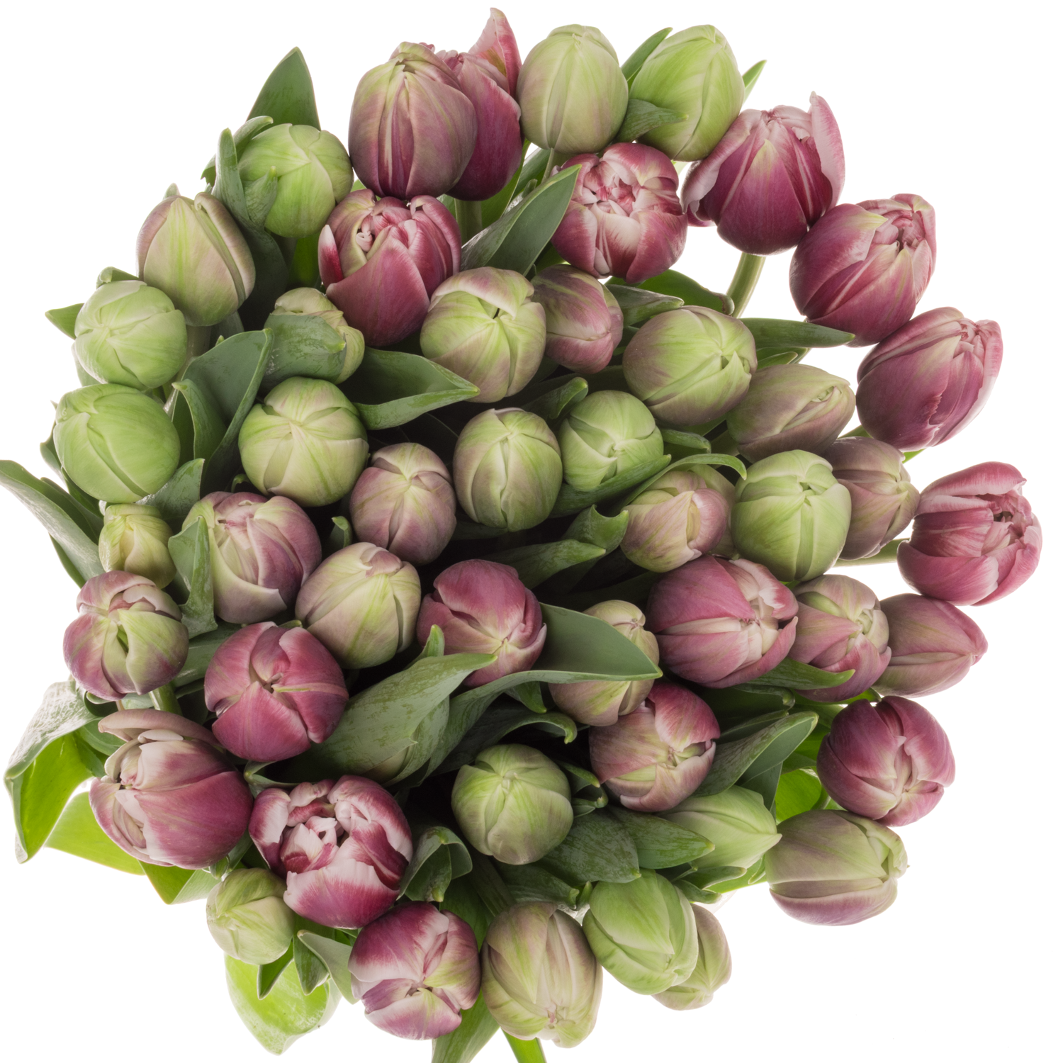 Tulpe Lila/weiss doppel Ocean drive 50 Gramm